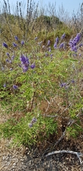 Vitex agnus-castus