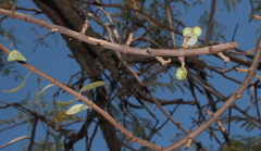 Agelanthus natalitius