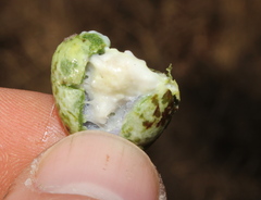 Agelanthus natalitius