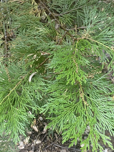 iNaturalist observation photo of California incense-cedar