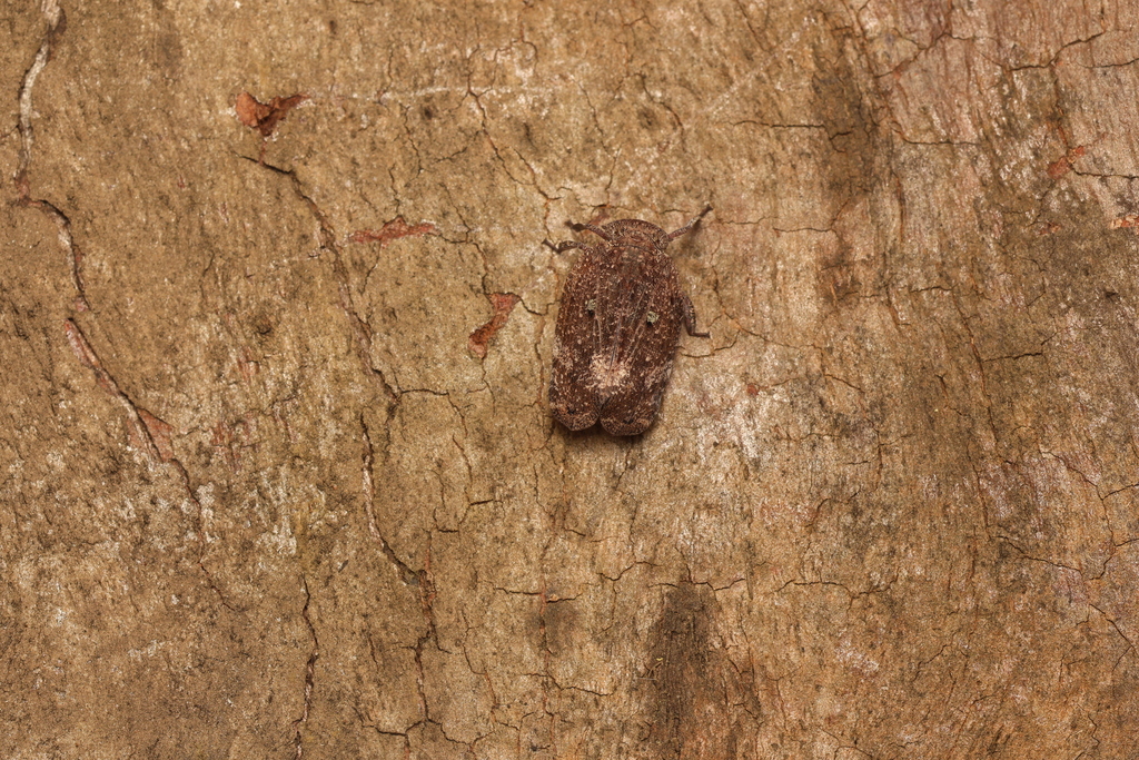 Platybrachys leucostigma