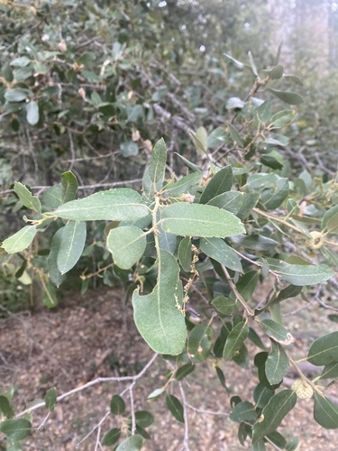 iNaturalist observation photo of canyon live oak