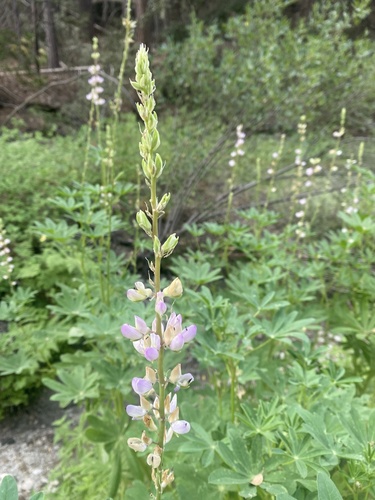iNaturalist observation photo of Broadleaf Lupine