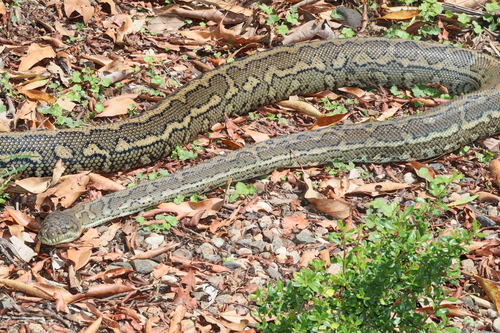 Coastal Carpet Python sighting