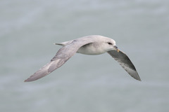 Fulmarus glacialis glacialis