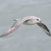 Arctic Atlantic Fulmar - Photo (c) Donna Pomeroy, some rights reserved (CC BY-NC), uploaded by Donna Pomeroy