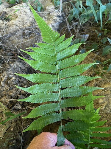 Thelypteris dentata iNat (3)
