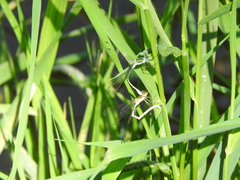 Lestes sponsa