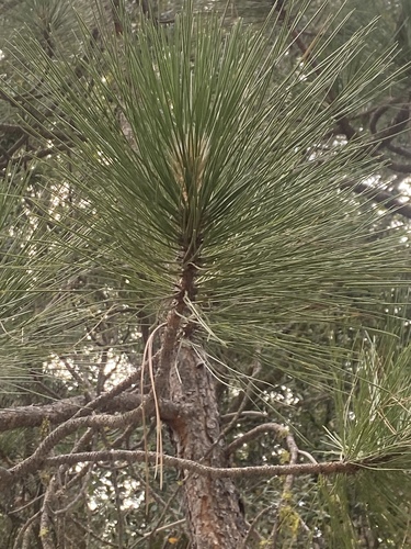 iNaturalist observation photo of pines