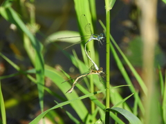 Lestes sponsa