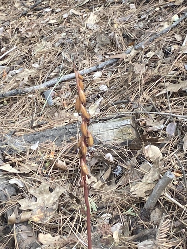 iNaturalist observation photo of spotted coralroot