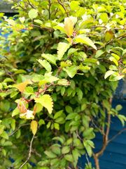 Plagianthus regius