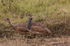 White-Bellied Bustard photo 5