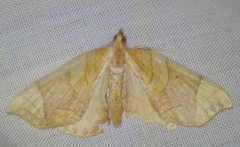 Eulithis