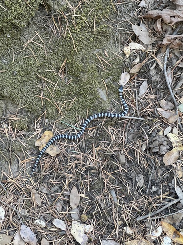 iNaturalist observation photo of California Mountain Kingsnake