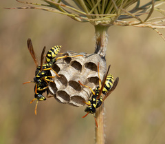 Polistes mongolicus