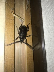 Prionus insularis insularis