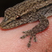 Common Dwarf Gecko - Photo (c) Alex Rebelo, some rights reserved (CC BY-NC)