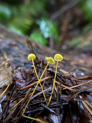 Owingsia PNW01 graham.jpg