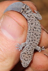Pachydactylus