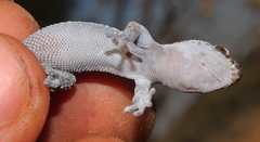 Pachydactylus