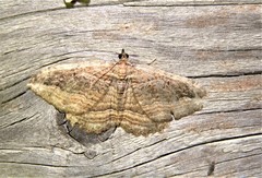 Philereme transversata