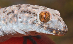 Pachydactylus