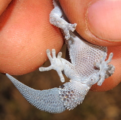 Pachydactylus