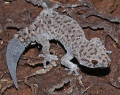 Pachydactylus