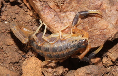 Uroplectes triangulifer