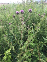 Cirsium arvense