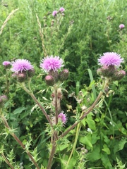Cirsium arvense