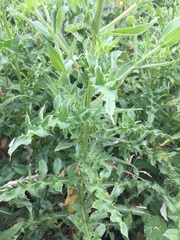 Cirsium arvense