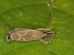 Cryptoderma
