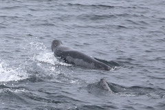 Pagophilus groenlandicus