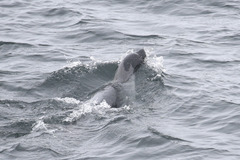 Pagophilus groenlandicus