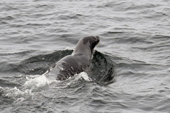 Pagophilus groenlandicus