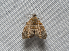 Choreutis periploca