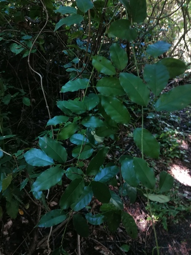 Bunchosia palmeri, photograph 5