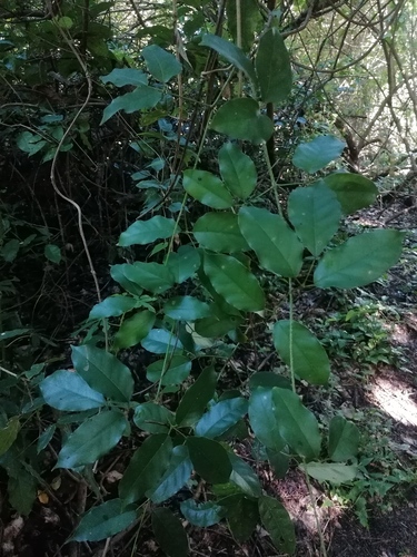 Bunchosia palmeri, photograph 4