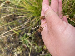 Carex athrostachya