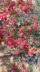 Pileanthus vernicosus, photograph (c) O.Neate, some rights reserved (CC BY-SA)