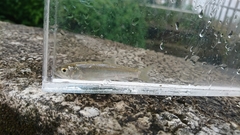 Opsariichthys pachycephalus