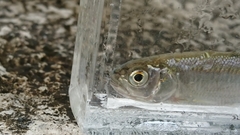 Opsariichthys pachycephalus