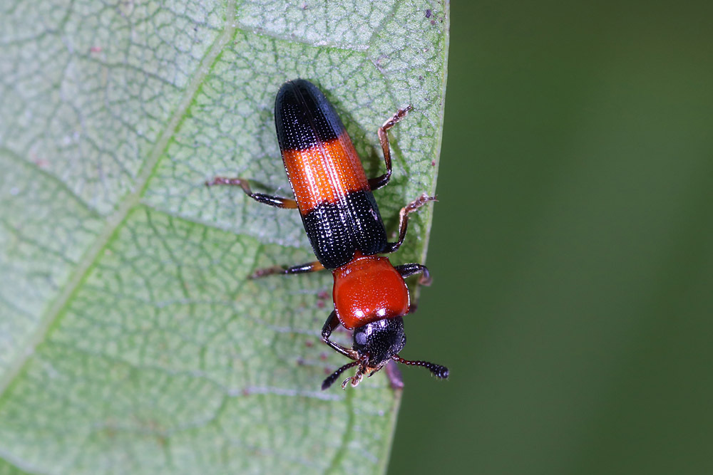 Anadastus bifasciatus