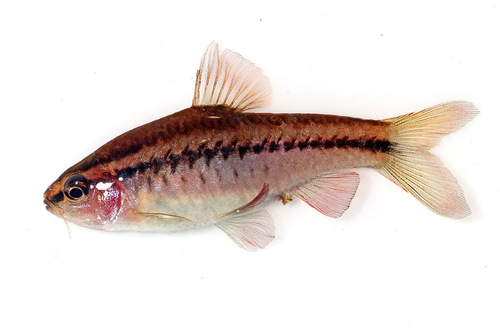 Cherry barb (Puntius titteya) — Cyprinidae — 2