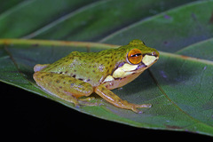 Side-Striped Shrub Frog photo 2