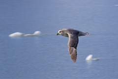 Fulmarus glacialis glacialis
