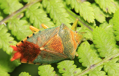 Acanthosoma denticaudum