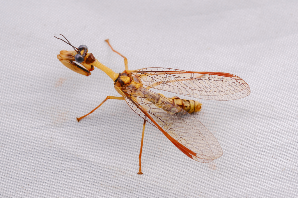 Eumantispa harmandi